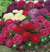 Aster Dwarf Queen Mix