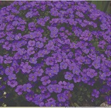 Aubrieta Purple Cascade