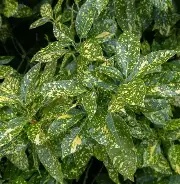 Aucuba jap.  Variegata