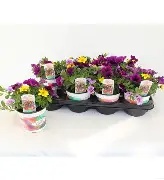 Bedding trio mix / P13