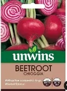 Beetroot (Round) Chioggia