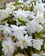 Begonia Pendula White