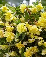 Begonia Pendula Yellow