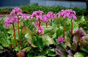 Bergenia cordifolia