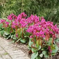 Bergenia  Ouverture  / 2 Ltr pot