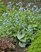 BRUNNERA MACROPHYLL Jack Frost