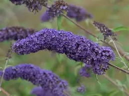 BUDDLEIA NAHO BLUE.