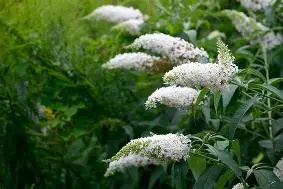BUDDLEIA WHITE BOUQUET