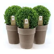 Buxus sempervirens / 20 BALL CM C2