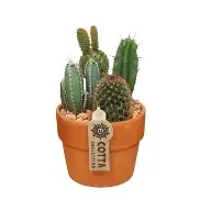 Cactus mix / Terracotta pot 13 cm