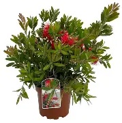 Callistemon laevis / P19