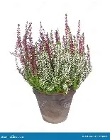 Calluna - Heather