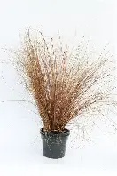 Carex buchananii  Red Rooster  / 2L, square pot