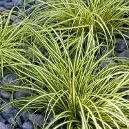 CAREX EVERGOLD.