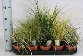 Carex Mixed