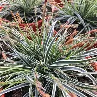 Carex osh.  Everest