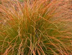 Carex testacea