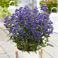 Caryopteris Grand Bleu