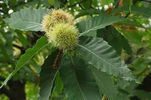 CASTANEA SATIVA (Sweet Chestnut)