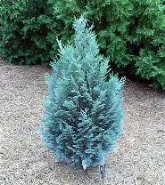 Chamaecyparis l.  Van Pelt s Blue  / 50-60 CM C3.5