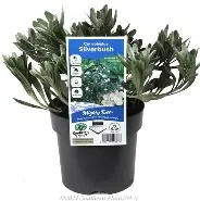 CONVOVELUS CNEARUM. (Silver Bush)