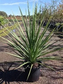 Cordyline australis