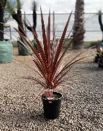 Cordyline Red Star