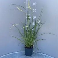 Cortaderia selloana White Feather