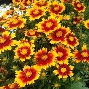 Coreopsis  Uptick ® Red  / 2 Ltr pot