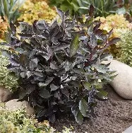 Cornus alba  Nightfall ® / 3 Ltr pot