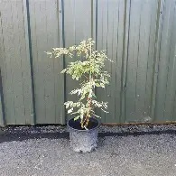 Cornus controversa  Variegata