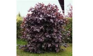 CORYLUS AVELANA PURPUREA