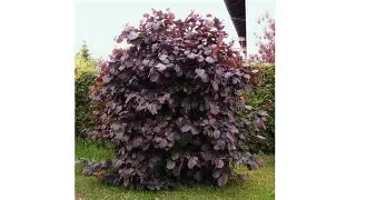 CORYLUS AVELANA PURPUREA