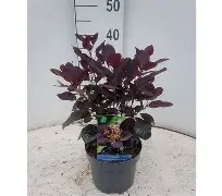 Cotinus cog.  Royal Purple