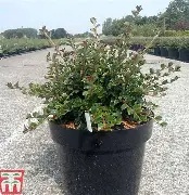 Cotoneaster horizontalis