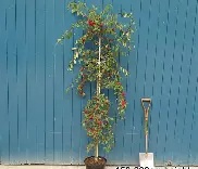 Cononeaster HYB. Pendula