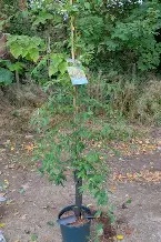 COTONEASTER HYBRID PENDULA