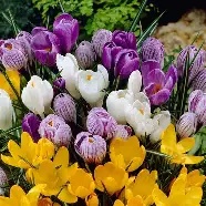 crocus20large20flowering20bulbs.jpg Crocus Large Flowering Mixed 20 bulbs prepack 7/8