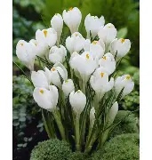 Crocus white / P16