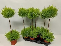 Cupressus m. (Goldcrest)  Wilma  / P14 - duoball