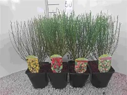 CYTISUS IN VARIETY