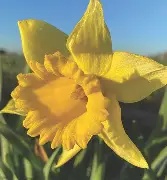 daffodil20rijnveld.jpg Daffodil Rijnveld s Early Sensation 6 bulbs Prepack