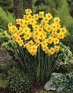 Daffodil Multiflower  Martinette  5 bulbs Prepack 10/12