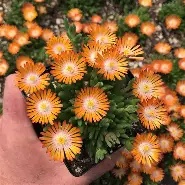 Delosperma  Jewel of Desert ® mix / P12