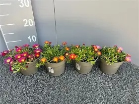 Delosperma mix / P14