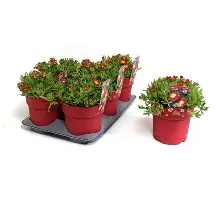 Delosperma  Suntropics  cream / 1.5 Ltr pot