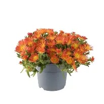 Delosperma  Suntropics  orange / 1.5 Ltr pot