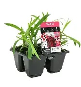 Dianthus Sweet William