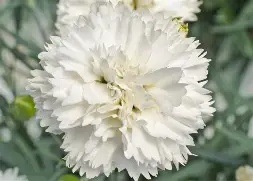 Dianthus  Memories