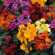 Wallflower Dwarf (4-pack)